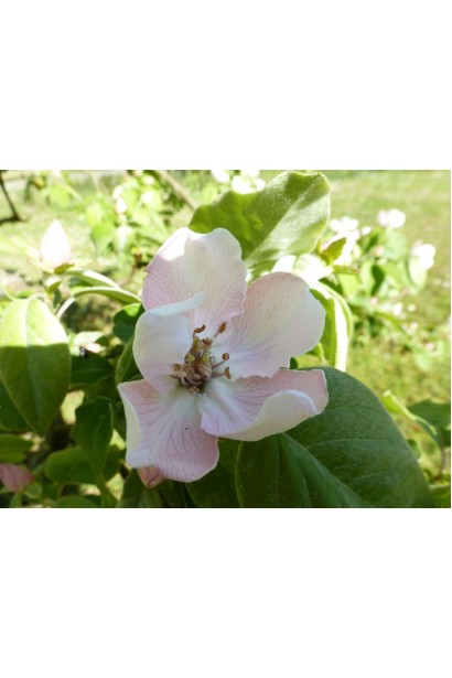 Айва яблуковидна Анжерська - біло-рожева квітка